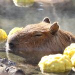 温泉旅行をもっと楽しむ！初心者向けガイド【完全版】